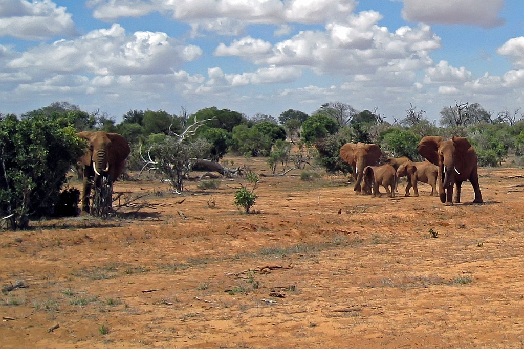 Kenia (291).jpg